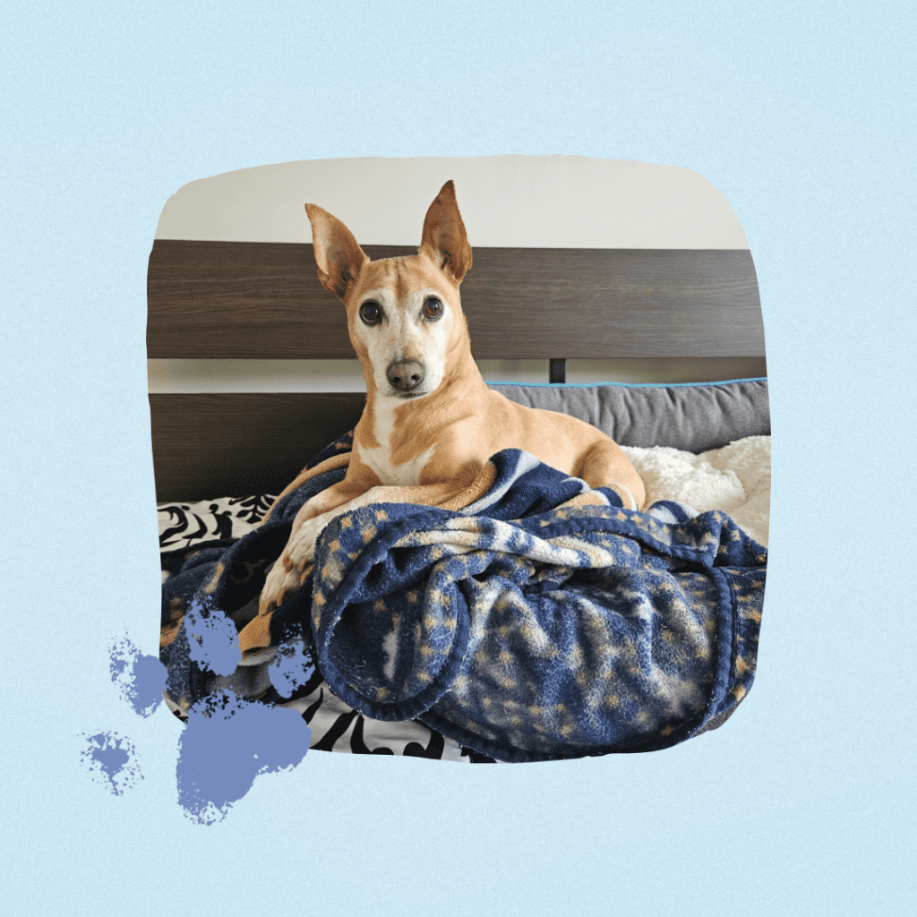 Veterinarian in Dumfries, VA Dumfries Animal Hospital