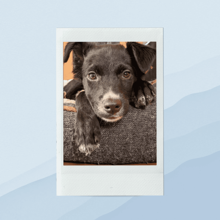 Veterinarian in Dumfries, VA Dumfries Animal Hospital